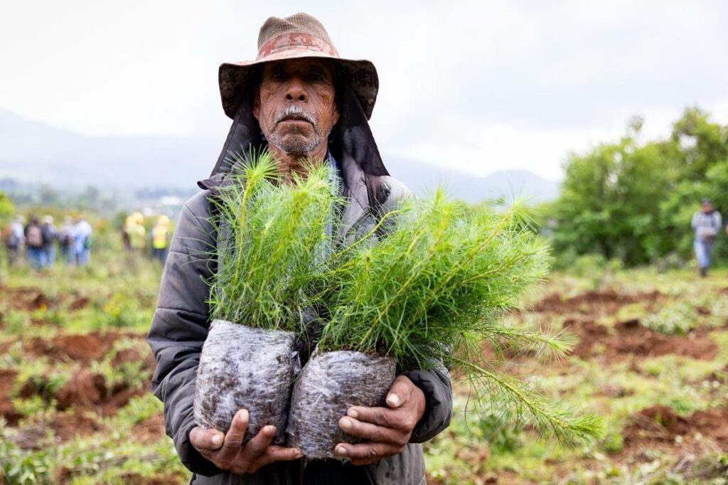 anuncia plantación de 70 mil árboles en Uruapan