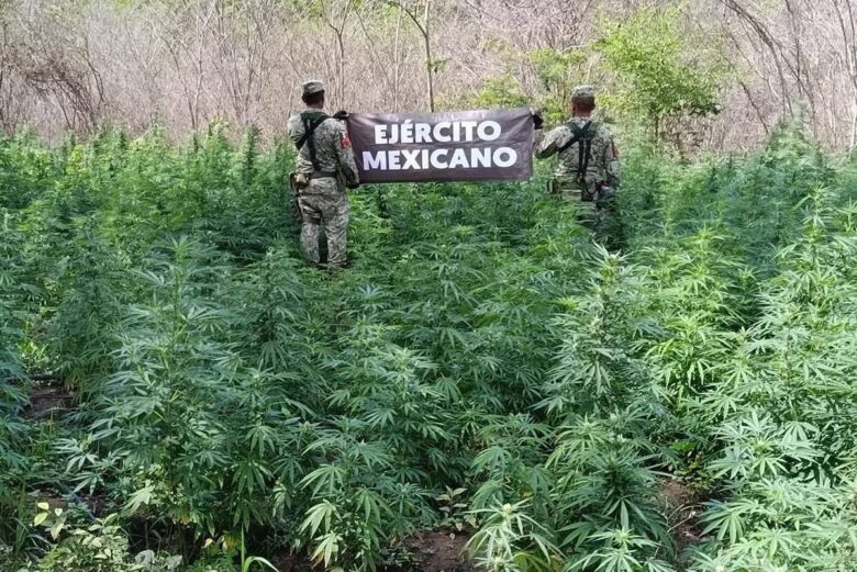 Asegura cuatro plantíos de marihuana en Arteaga