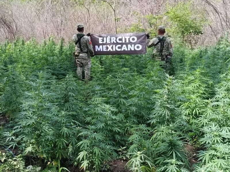 Asegura cuatro plantíos de marihuana en Arteaga