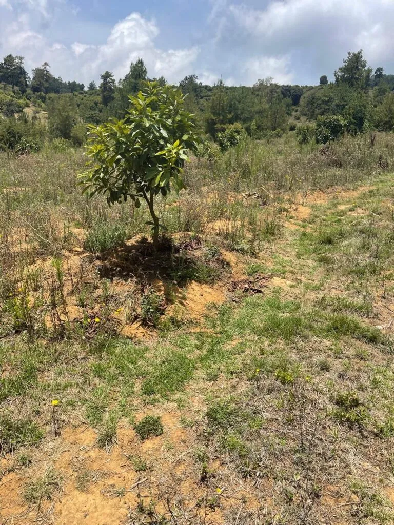 Asegura FGE predio dedicado a plantación no autorizada de aguacate
