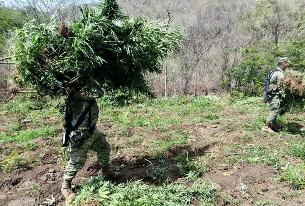 Asegura plantíos de marihuana en Arteaga