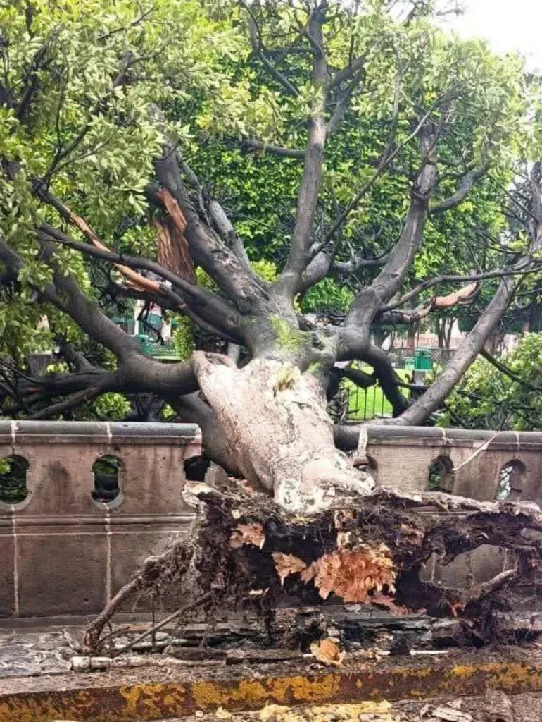 Caída de 8 árboles por lluvias de las últimas horas en Morelia: PC
