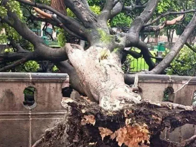 Caída de 8 árboles por lluvias de las últimas horas en Morelia: PC