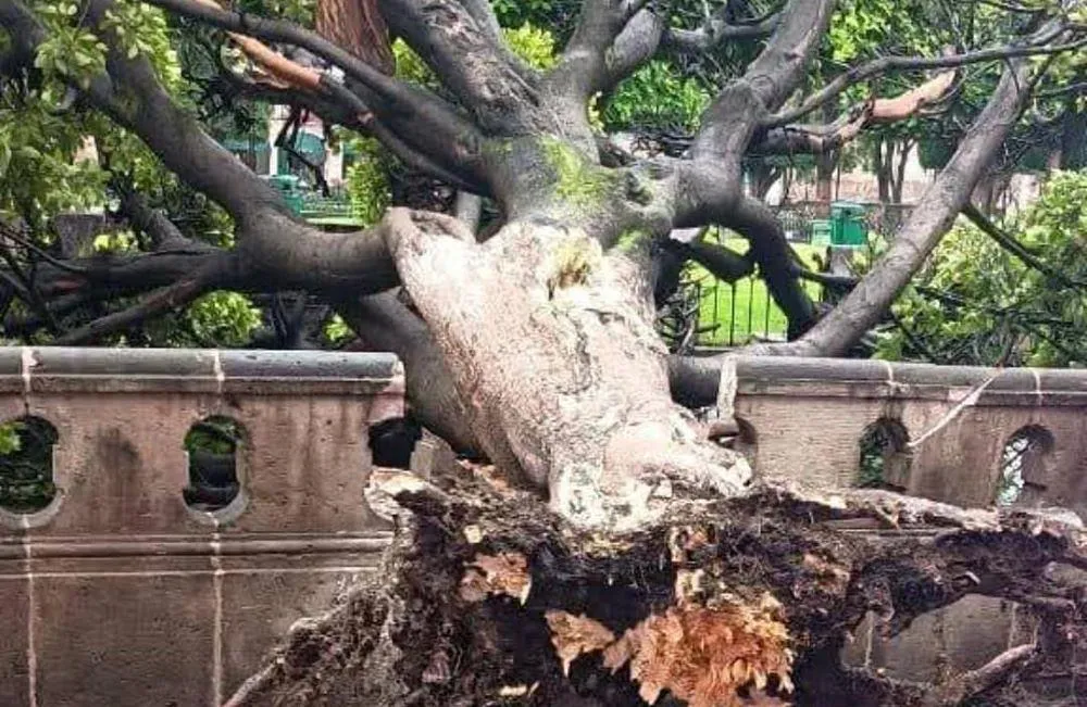 Caída de 8 árboles por lluvias de las últimas horas en Morelia: PC
