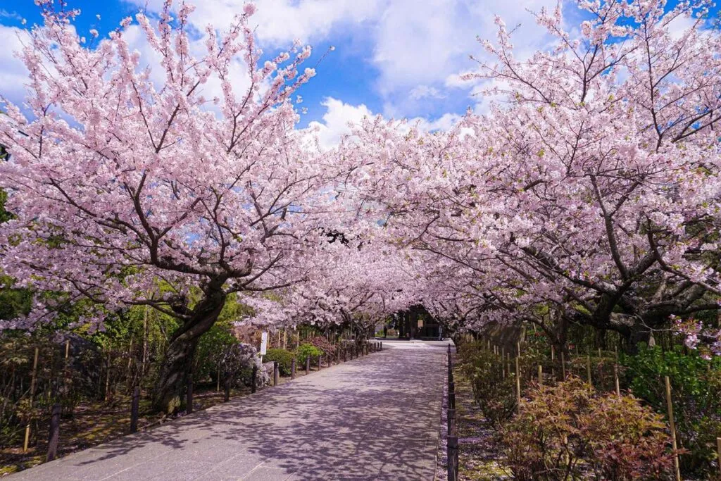 Camino con árboles de cerezo japonés