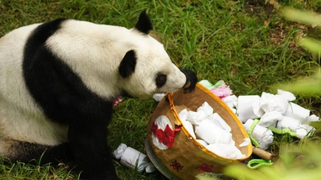 Celebra la panda Xin Xin su cumpleaños 35 en el Zoológico de Chapultepec-1