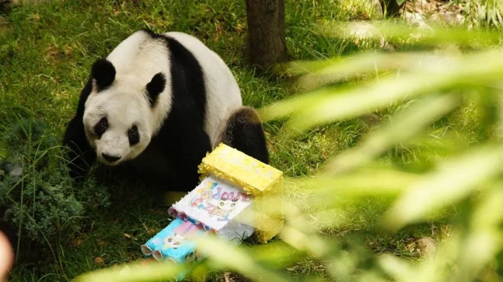 Celebra la panda Xin Xin su cumpleaños 35 en el Zoológico de Chapultepec