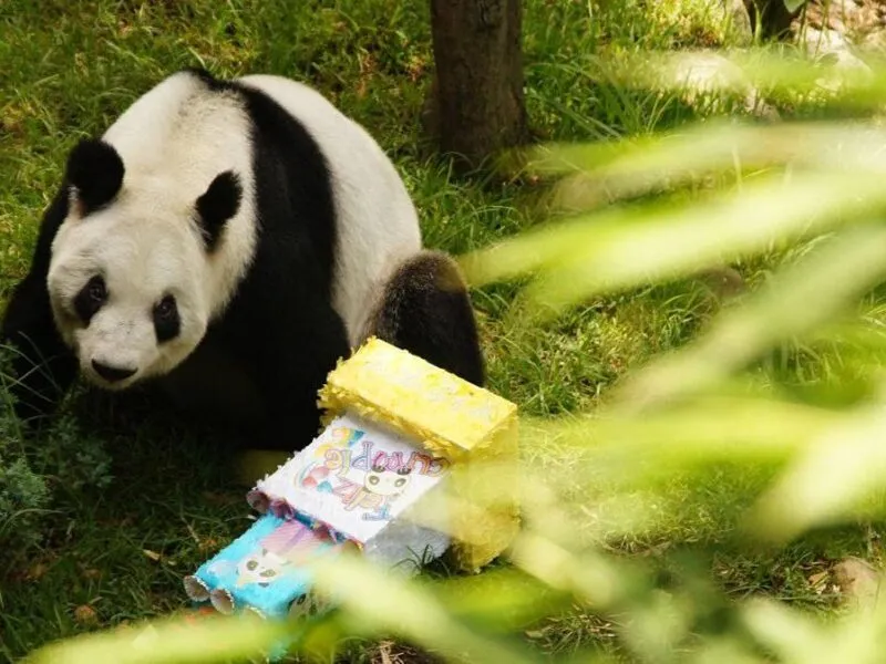 Celebra la panda Xin Xin su cumpleaños 35 en el Zoológico de Chapultepec