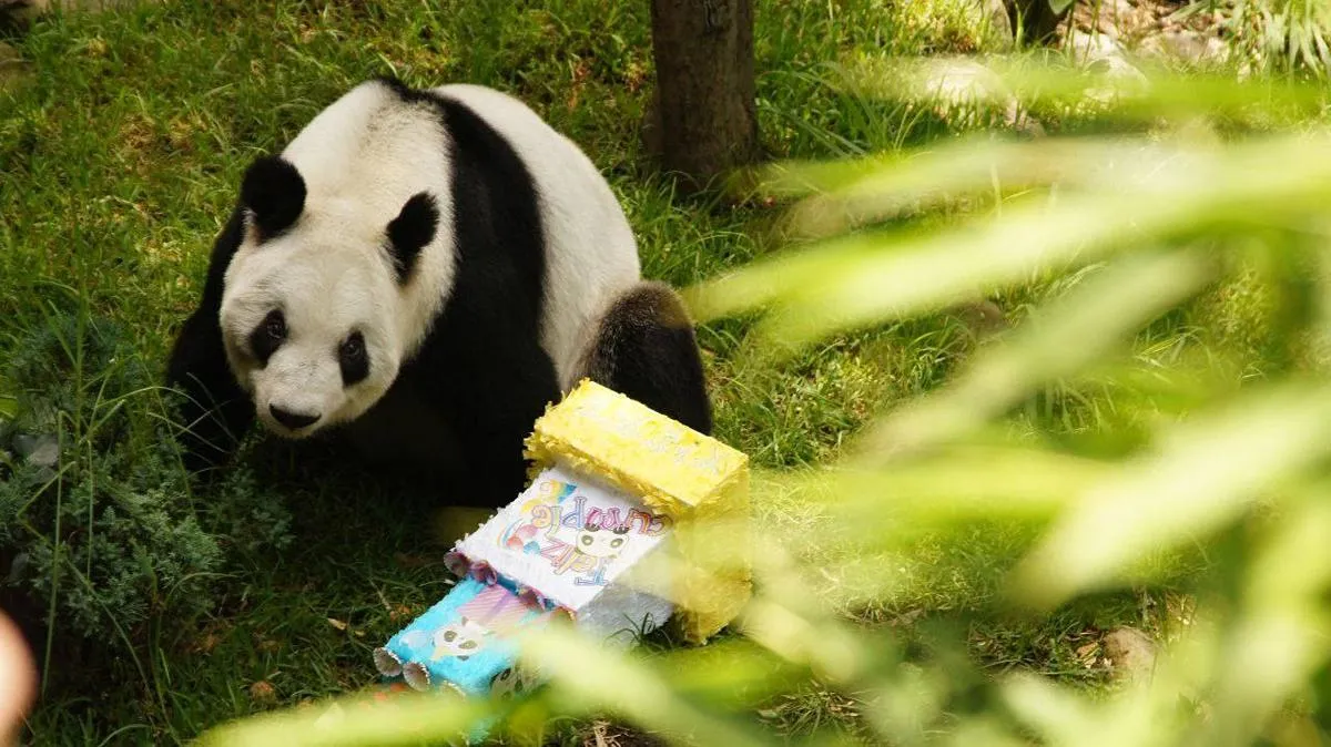 Celebra la panda Xin Xin su cumpleaños 35 en el Zoológico de Chapultepec