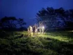 CFE Restablece Energía al 91.7% Tras Huracán Erick