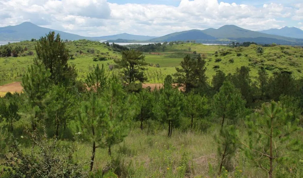 Con producción histórica de planta, Michoacán reforestará 10 millones de árboles: Bedolla
