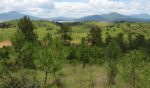 Con producción histórica de planta, Michoacán reforestará 10 millones de árboles: Bedolla