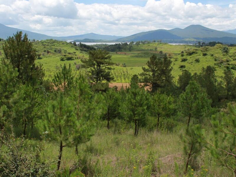 Con producción histórica de planta, Michoacán reforestará 10 millones de árboles: Bedolla