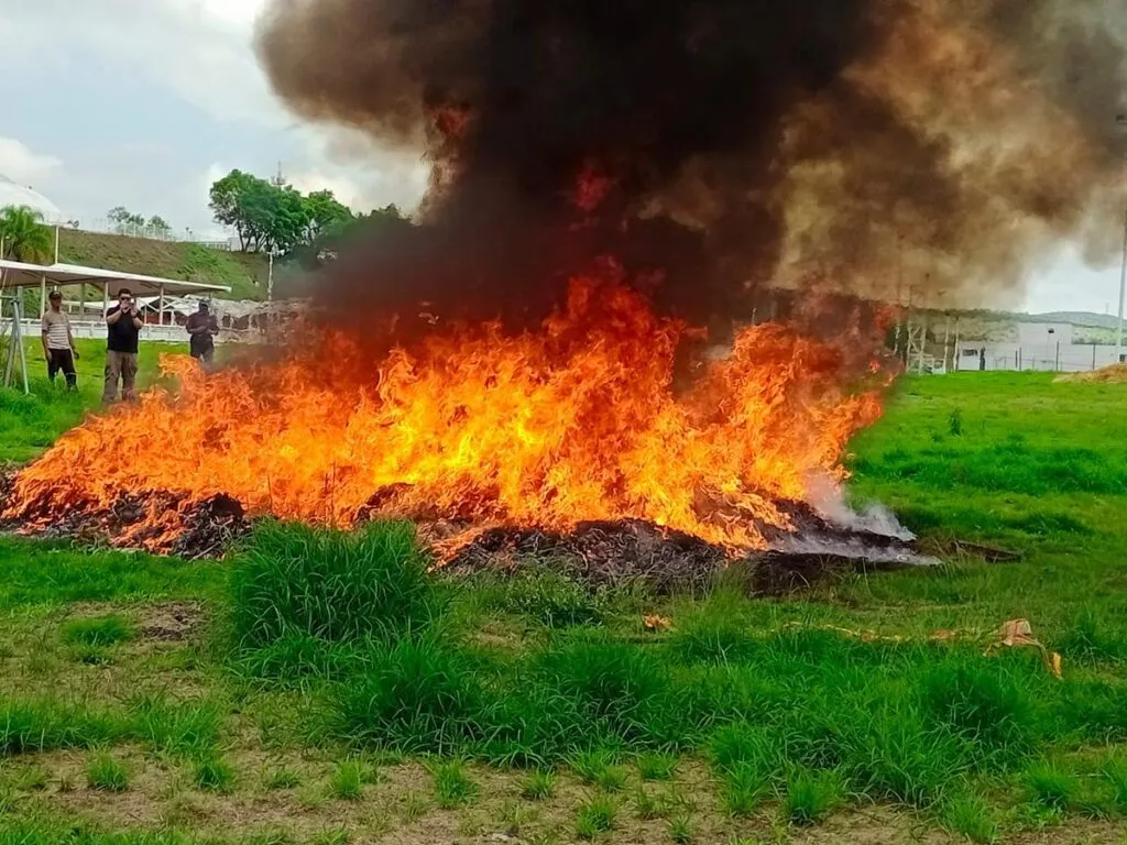 destruyen narcóticos en operativo en Charo, Michoacán
