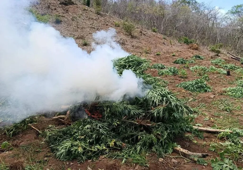 Ejército Mexicano destruye marihuana en Arteaga