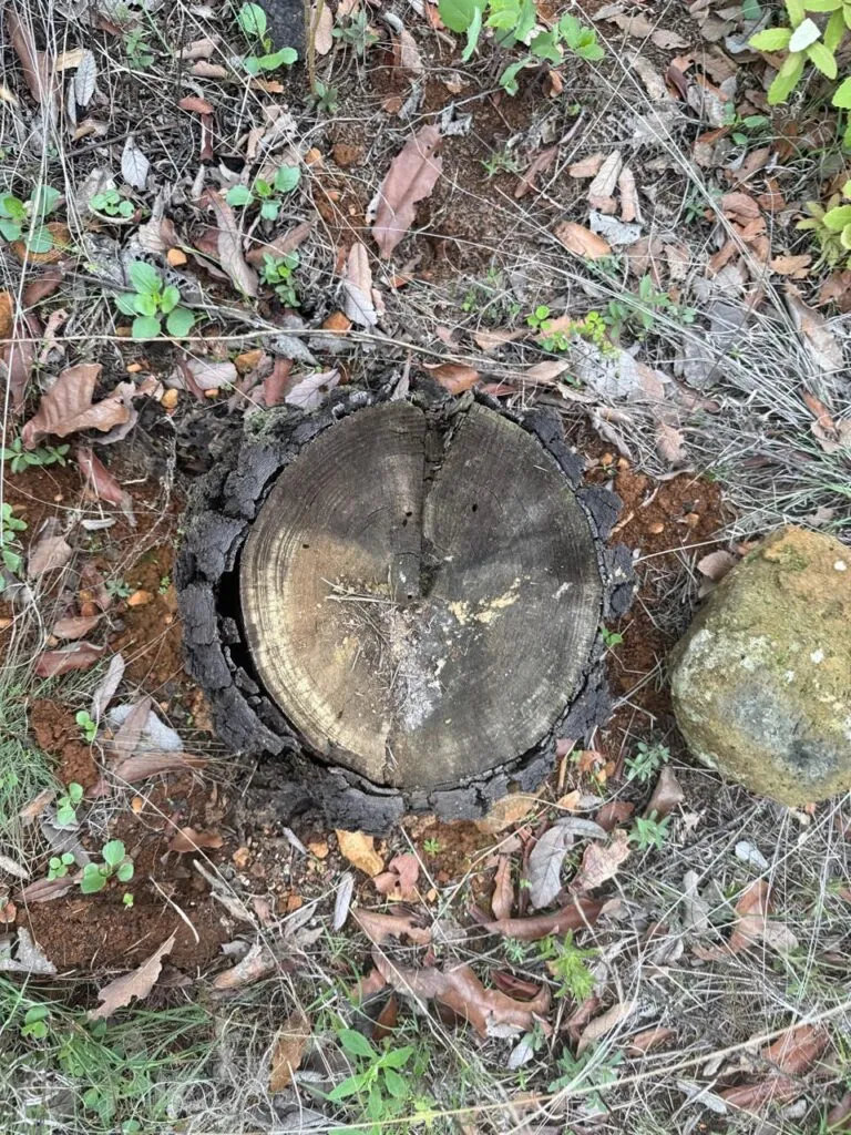 En Erongarícuaro, FGE asegura un predio por delitos contra el ambiente-2