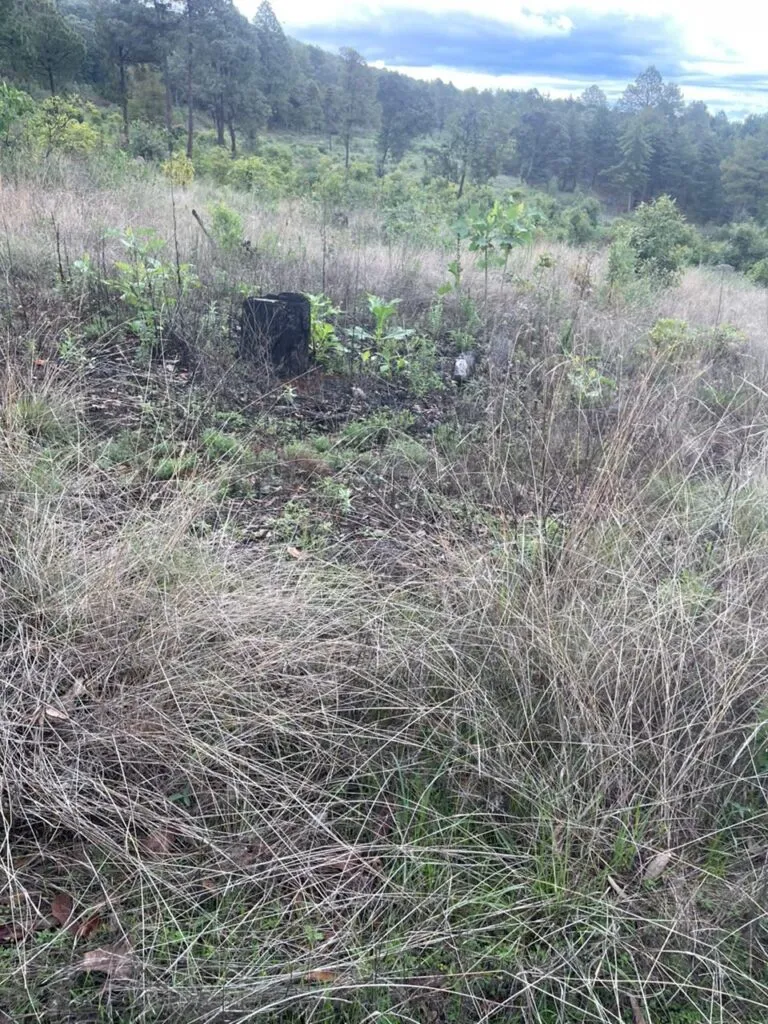 En Erongarícuaro, FGE asegura un predio por delitos contra el ambiente-3