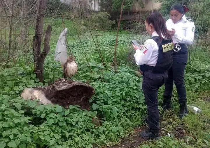 En Morelia rescatan a un Halcón Cola Roja con signos de desnutrición