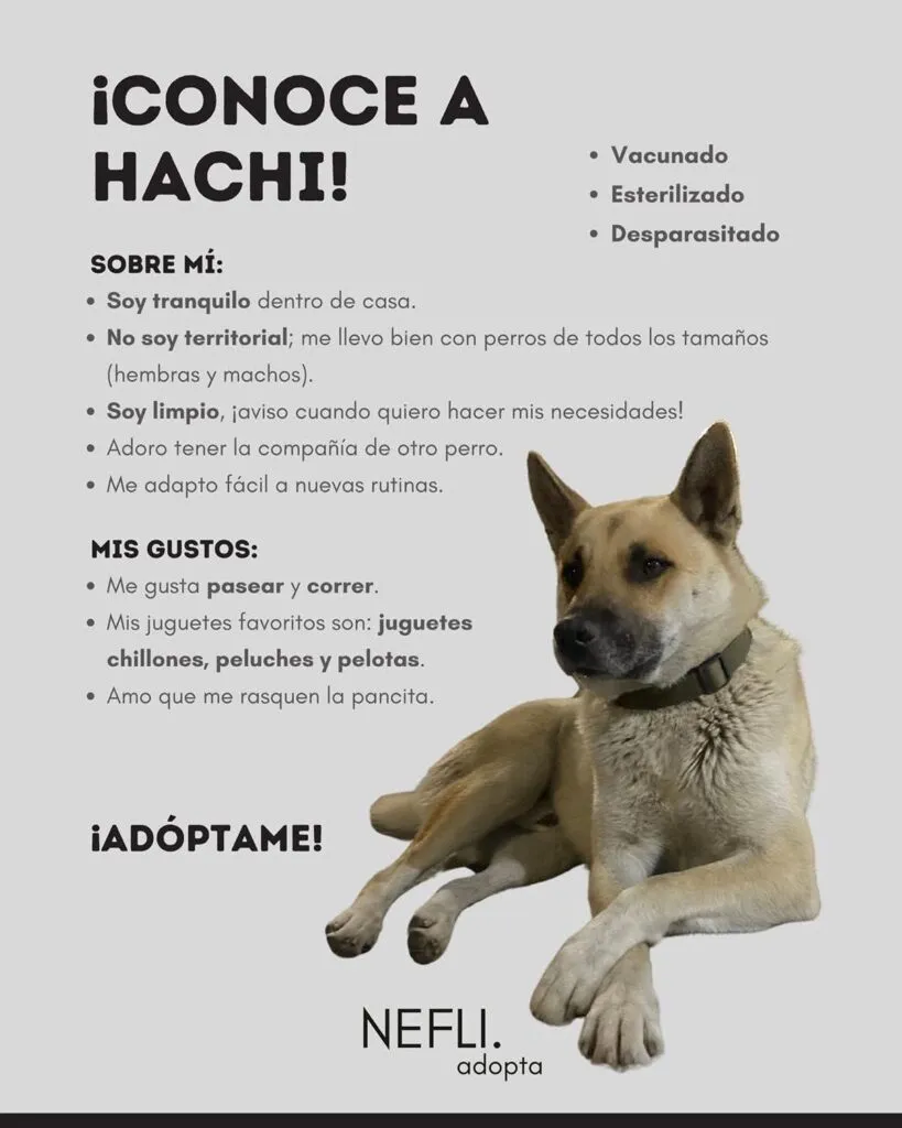 Hoy, feria de adopción en Morelia