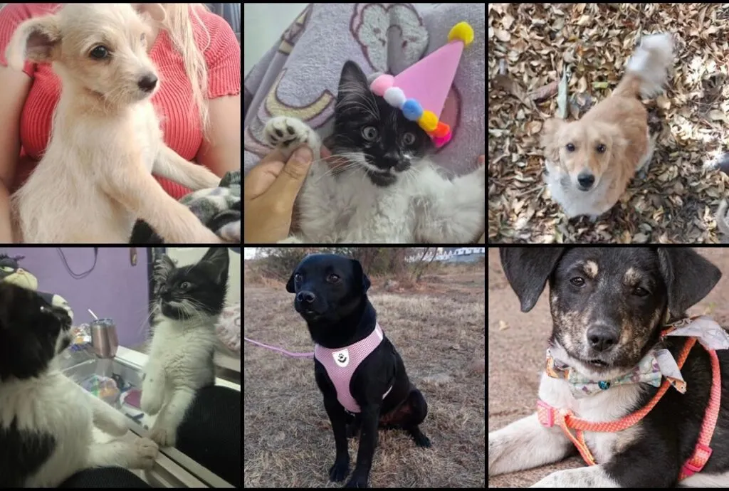 Hoy, feria de adopción en Morelia. Enamórate de un michi o lomito