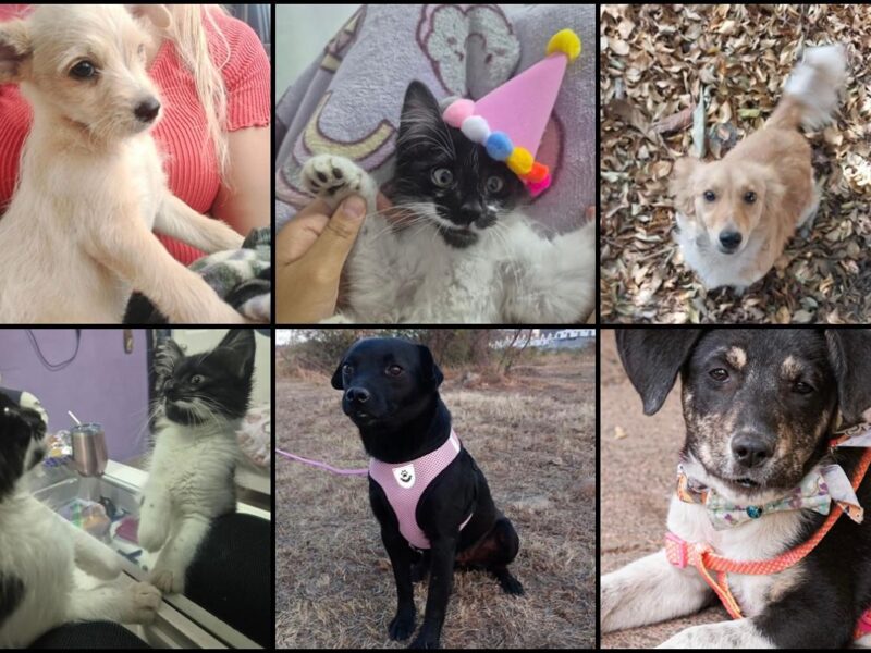 Hoy, feria de adopción en Morelia. Enamórate de un michi o lomito
