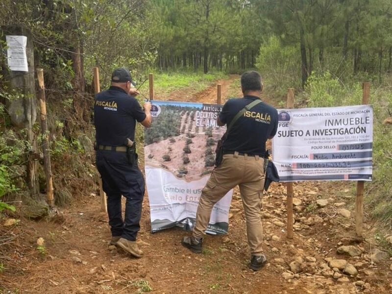 Investiga FGE predio relacionado con tala y cultivo ilegal de aguacate en Salvador Escalante