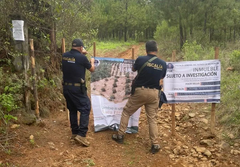 Investiga FGE predio relacionado con tala y cultivo ilegal de aguacate en Salvador Escalante