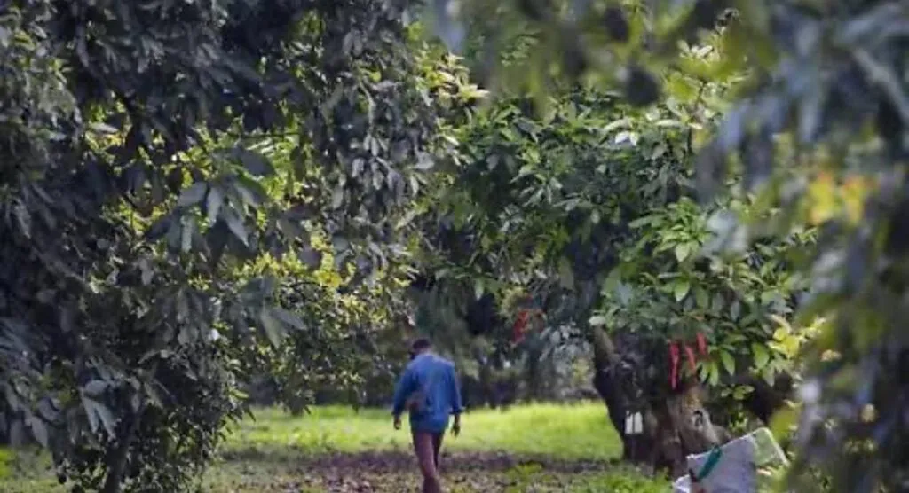 Investigan a productores aguacateros por emplear a menores de edad en Michoacán