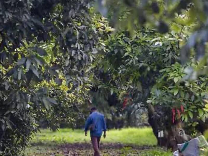 Investigan a productores aguacateros por emplear a menores de edad en Michoacán