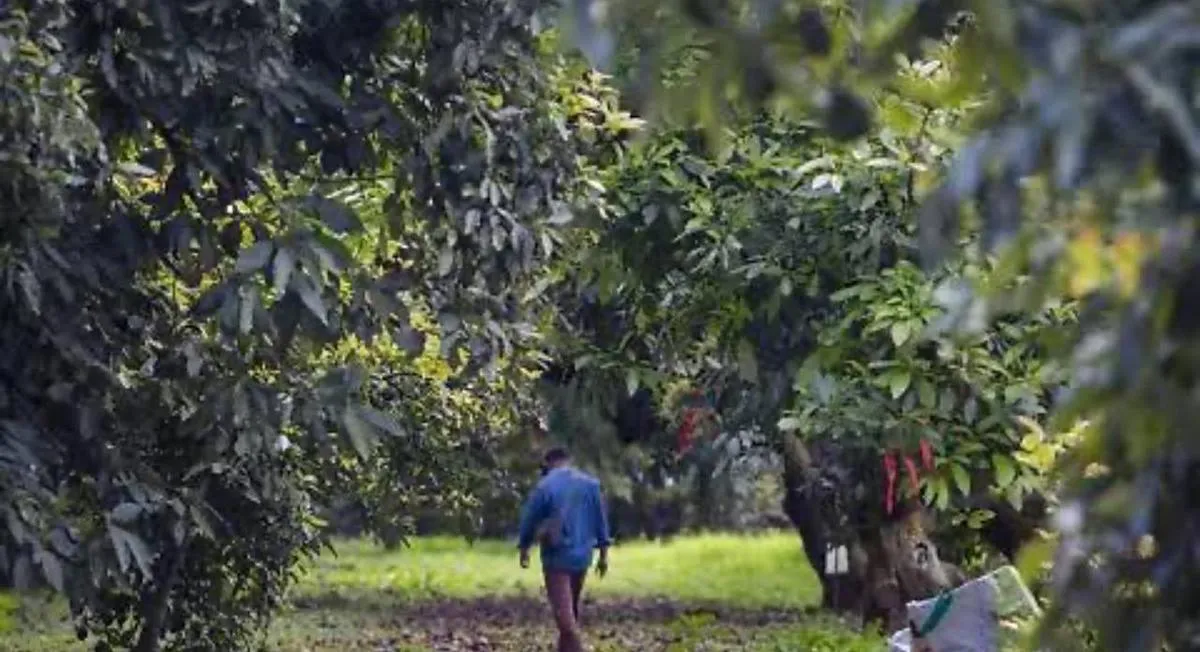 Investigan a productores aguacateros por emplear a menores de edad en Michoacán