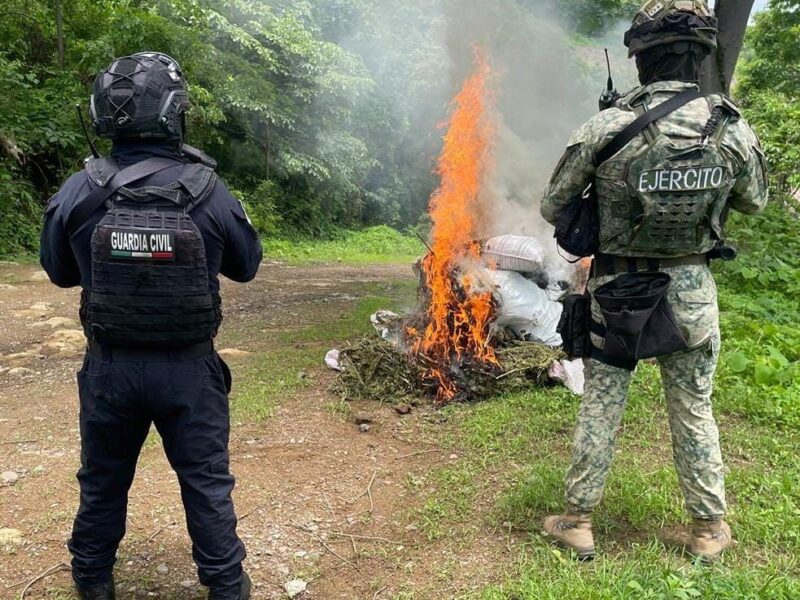Localizan y destruyen 16 costales de marihuana en Tuzantla