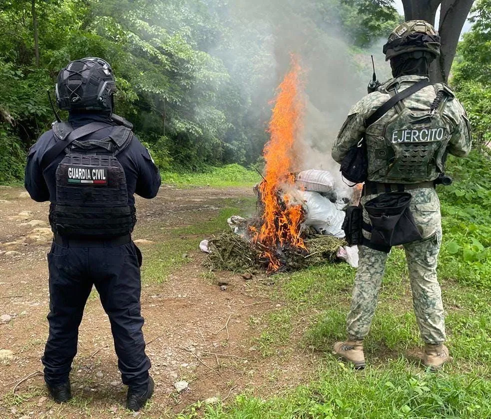 Localizan y destruyen 16 costales de marihuana en Tuzantla