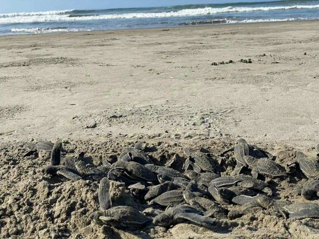 Nacen 5 millones de crías de tortugas marinas en playas de Michoacán