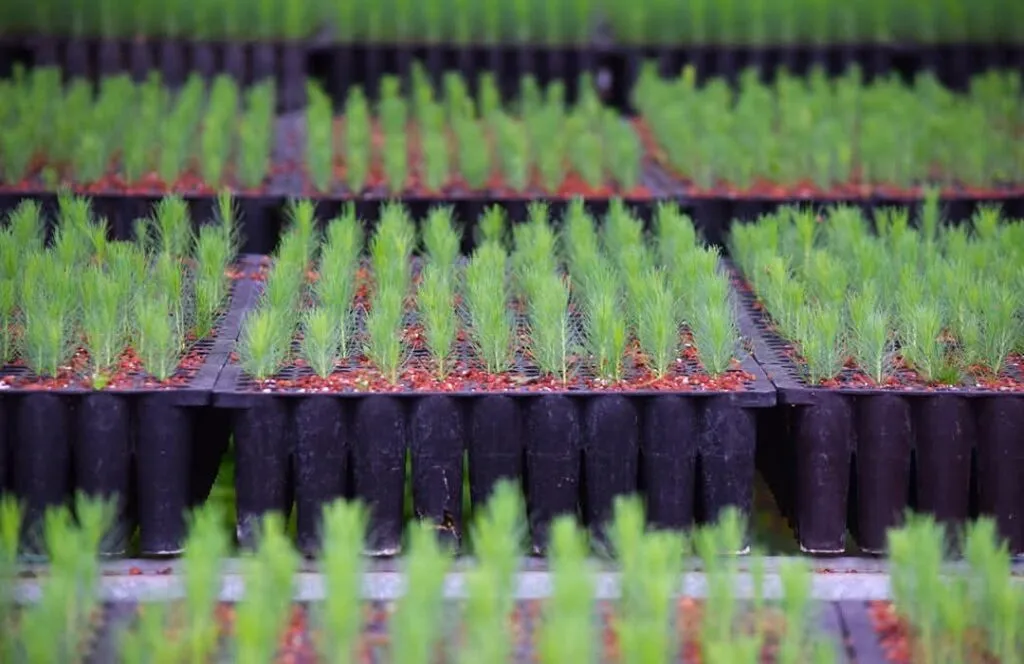 No te quedes sin tus plantas para reforestar, mañana cierra plazo para solicitar: Cofom-1