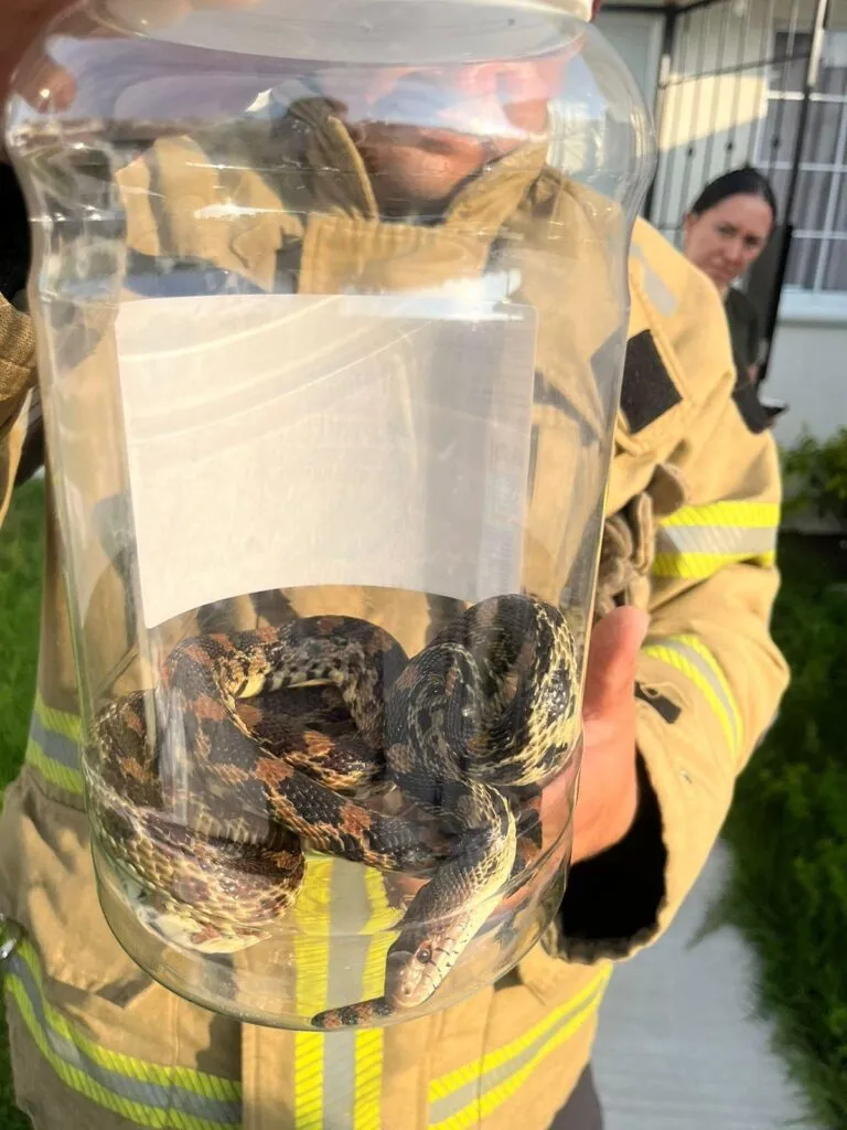 PC Michoacán captura serpiente en Los Vergeles Morelia-1