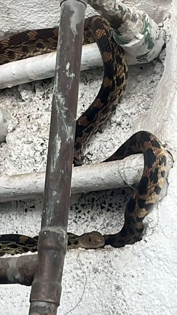 PC Michoacán captura serpiente en Los Vergeles Morelia-2