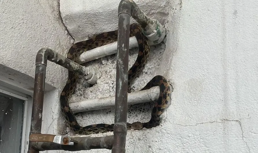 PC Michoacán captura serpiente en Los Vergeles Morelia