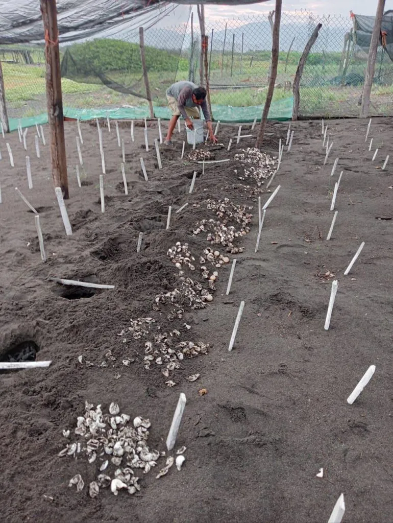 Playas de Michoacán ven nacer 5 millones de crías de tortugas