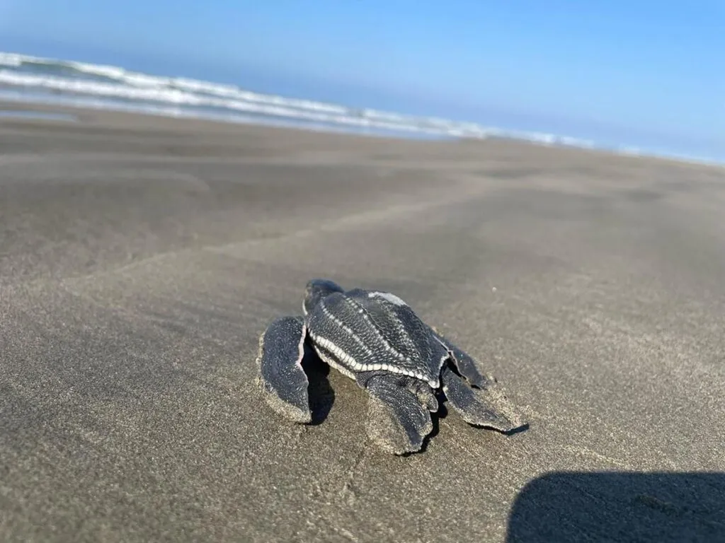 Playas michoacanas ven nacer 5 millones de crías de tortugas marinas: Compesca