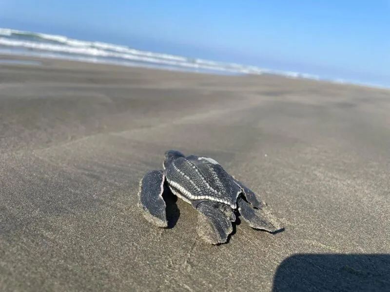 Playas michoacanas ven nacer 5 millones de crías de tortugas marinas: Compesca