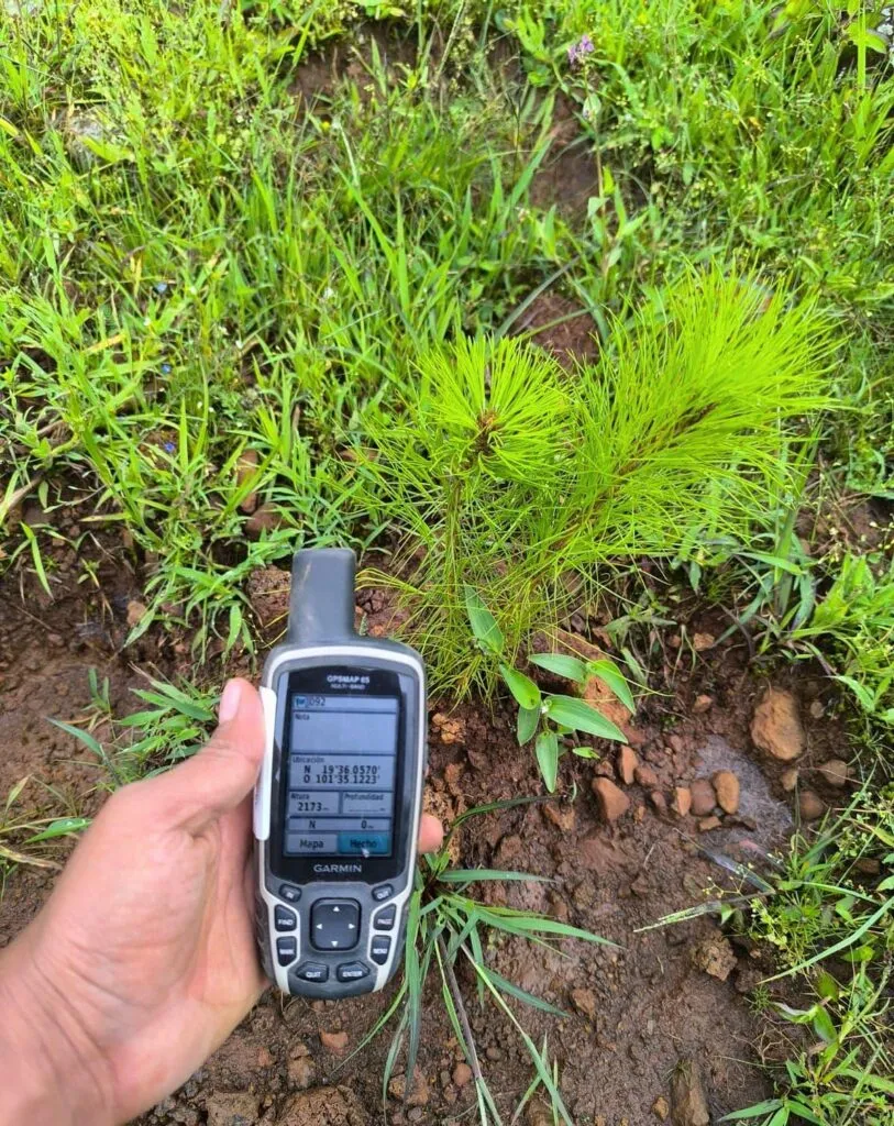 Pulmón de Michoacán crece, 7 de cada 10 árboles reforestados sobreviven: Cofom-1