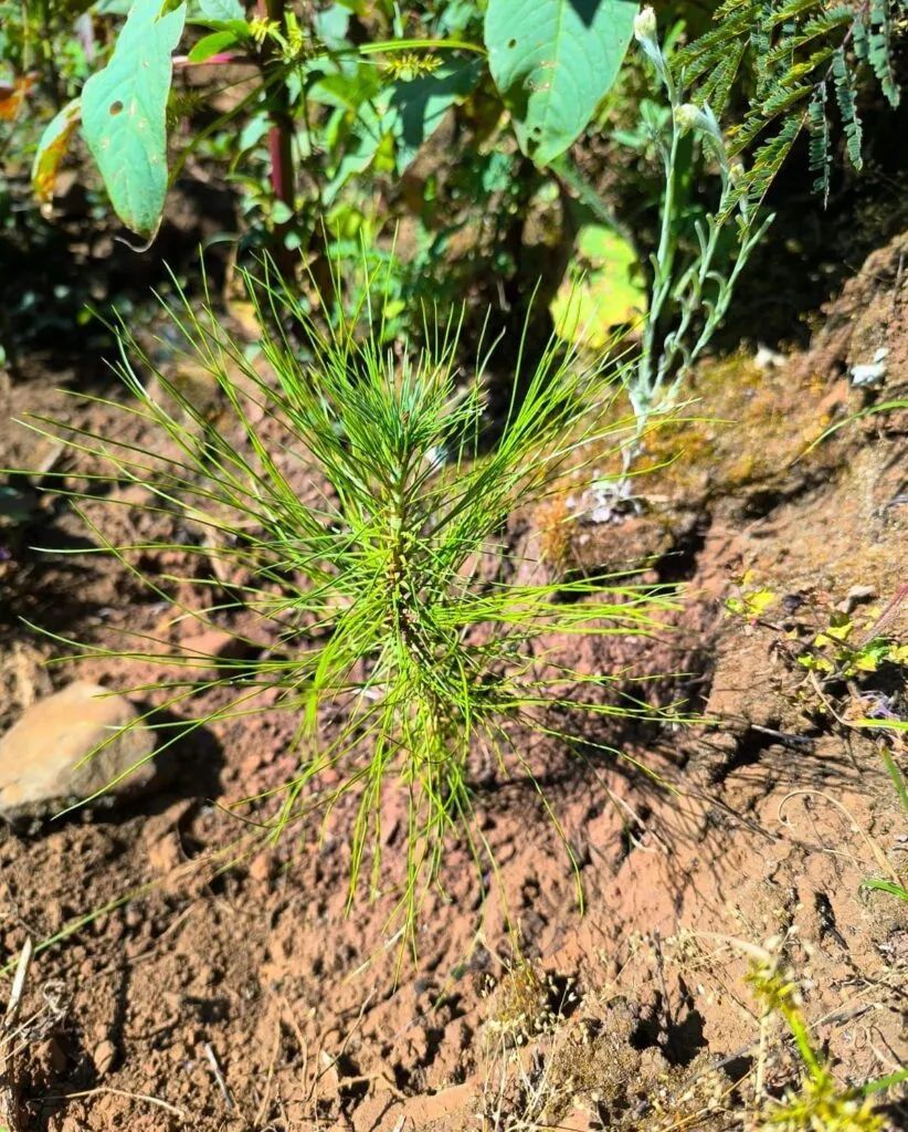 Pulmón de Michoacán crece, 7 de cada 10 árboles reforestados sobreviven: Cofom-2