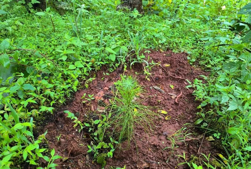 Pulmón de Michoacán crece, 7 de cada 10 árboles reforestados sobreviven: Cofom-3