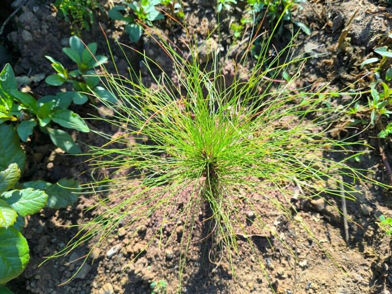 Pulmón de Michoacán crece, 7 de cada 10 árboles reforestados sobreviven: Cofom