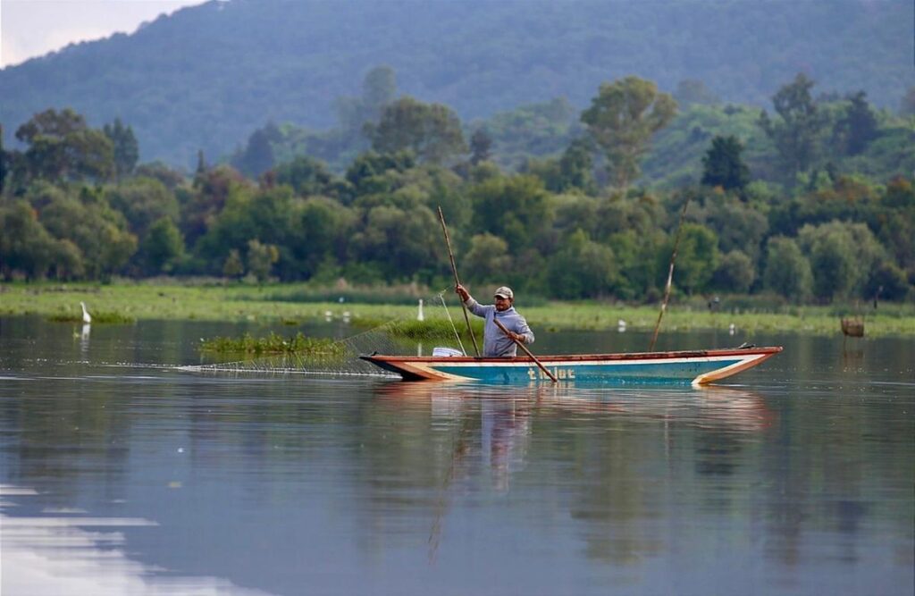 recuperación en un año de 334 hectáreas de superficie del lago Pátzcuaro