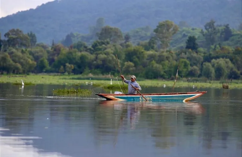 recuperación en un año de 334 hectáreas de superficie del lago Pátzcuaro