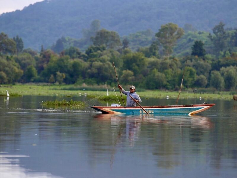 recuperación en un año de 334 hectáreas de superficie del lago Pátzcuaro