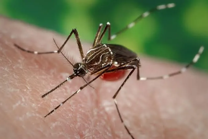 Registran 22 muertes y 3 mil 857 contagios por dengue en México