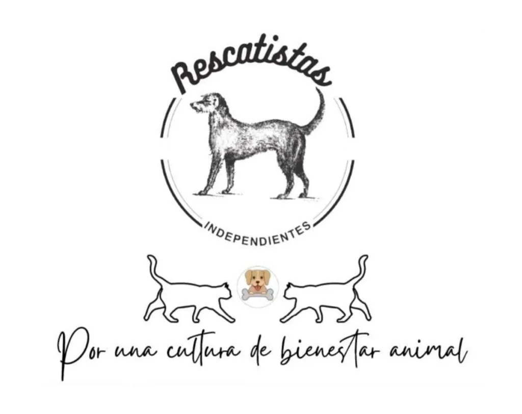 Reportan envenenamiento de perros en La Maestranza Morelia-1