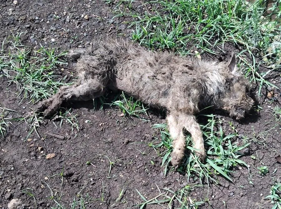 Reportan envenenamiento de perros en La Maestranza Morelia